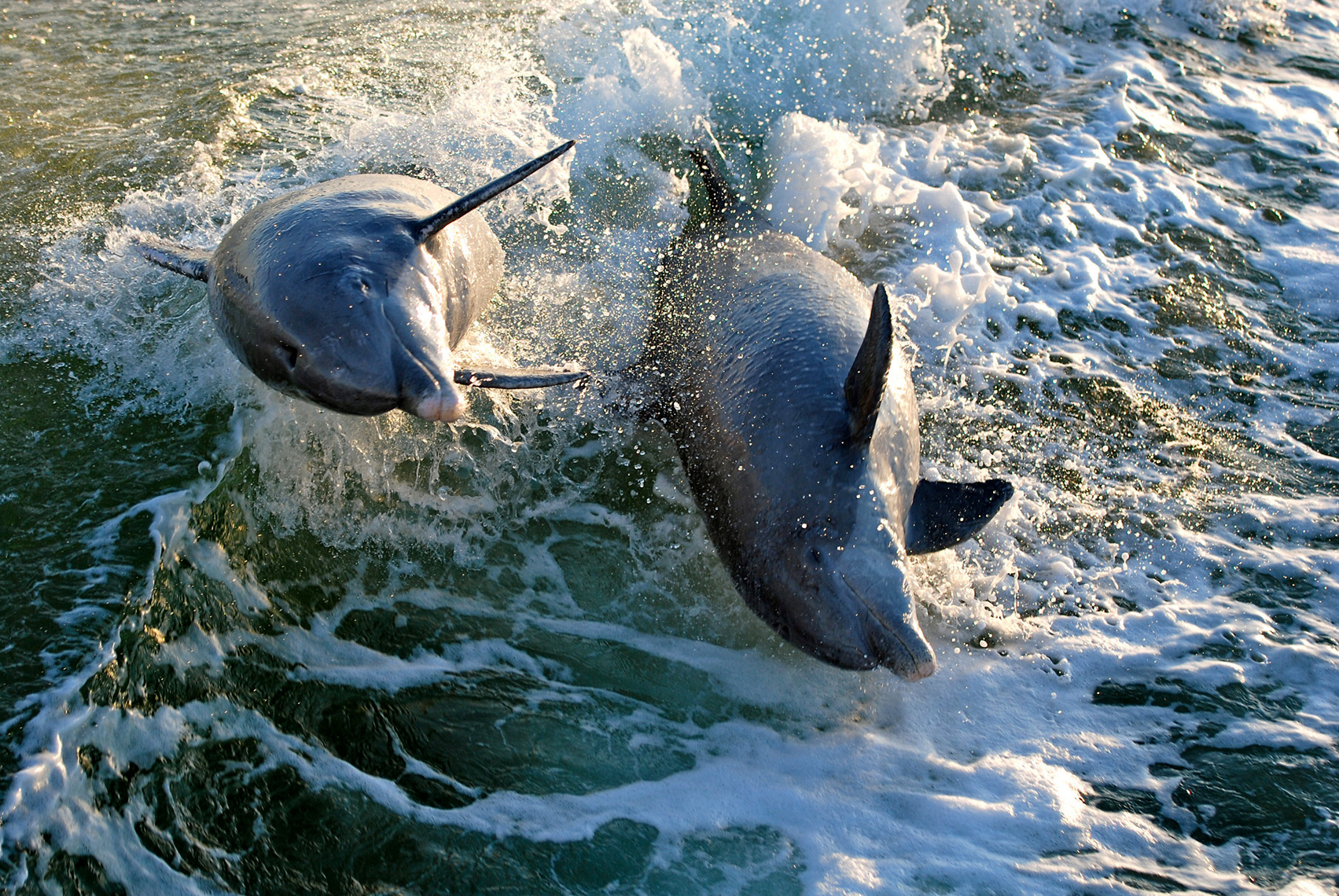 Dolphins_Web