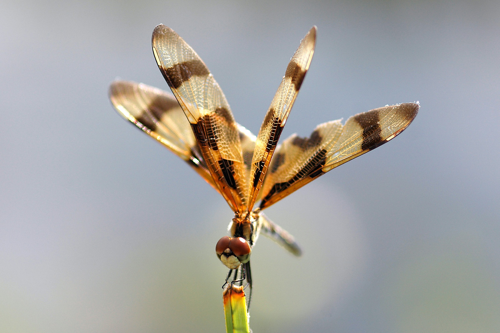 Dragonfly_Web