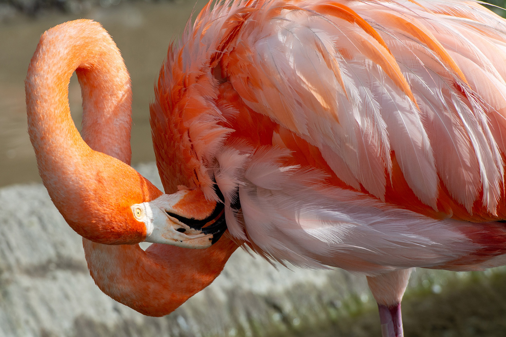 Flamingo_Grooming_Web
