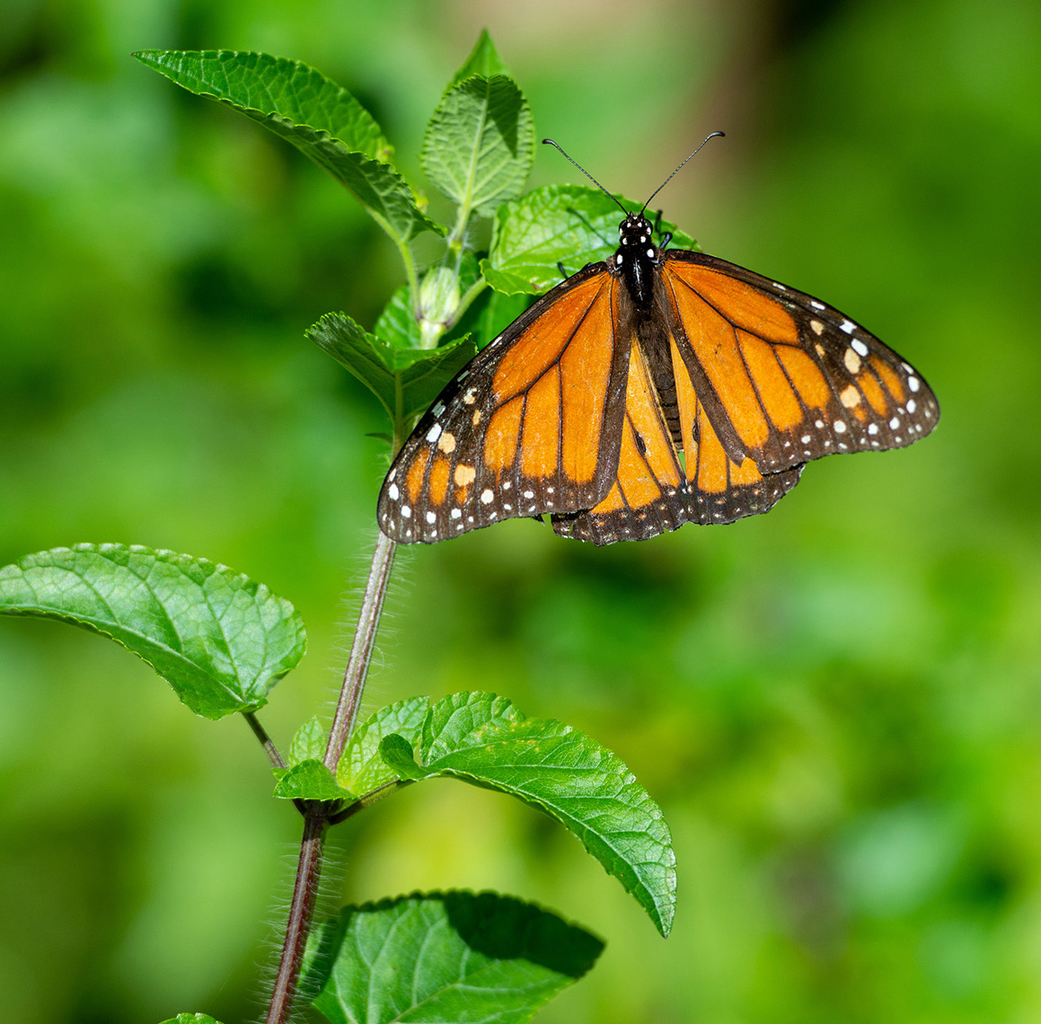 Monarch-Butterfly_Web