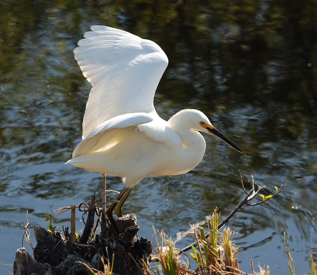 Snowy-Egret_Web